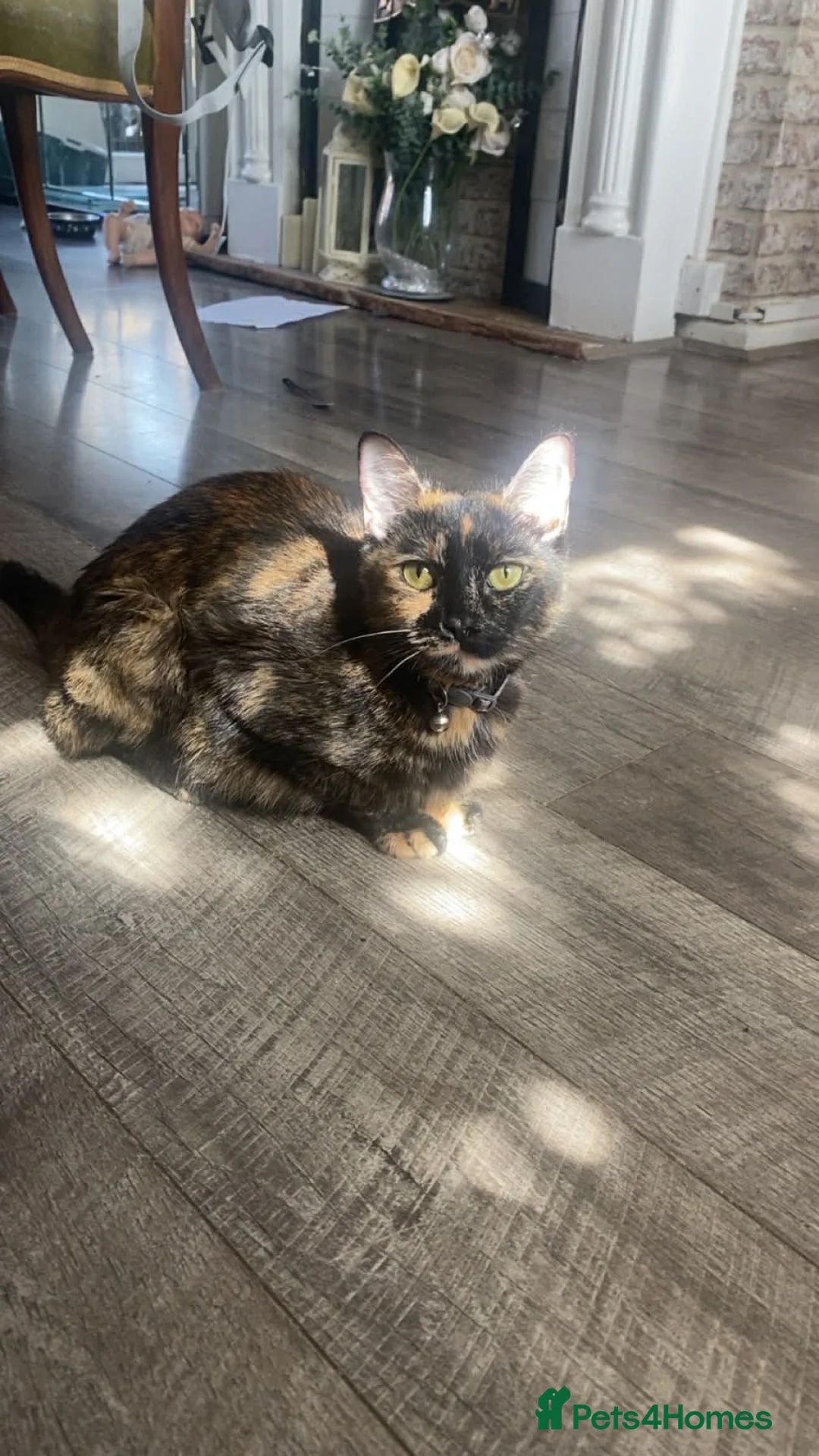 Mixed Breed cats for sale: Gorgeous kittens  - Advert 5