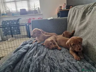 Labrador Retriever dogs Beautiful Red Fox Labrador Puppies-Born 8/01/26 - Advert 2