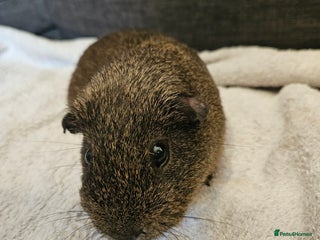 Guinea Pig rodents 2 Year Old Male guinea pig - Advert 1