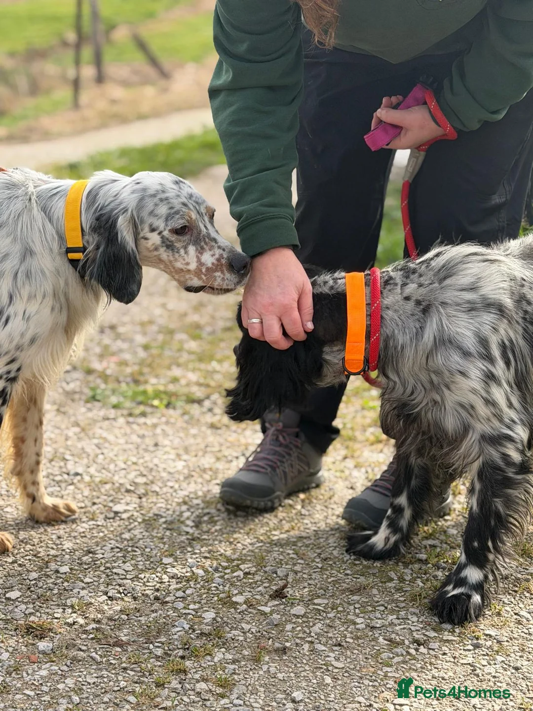 English Setter dogs for adoption: Bixkor - Advert 7