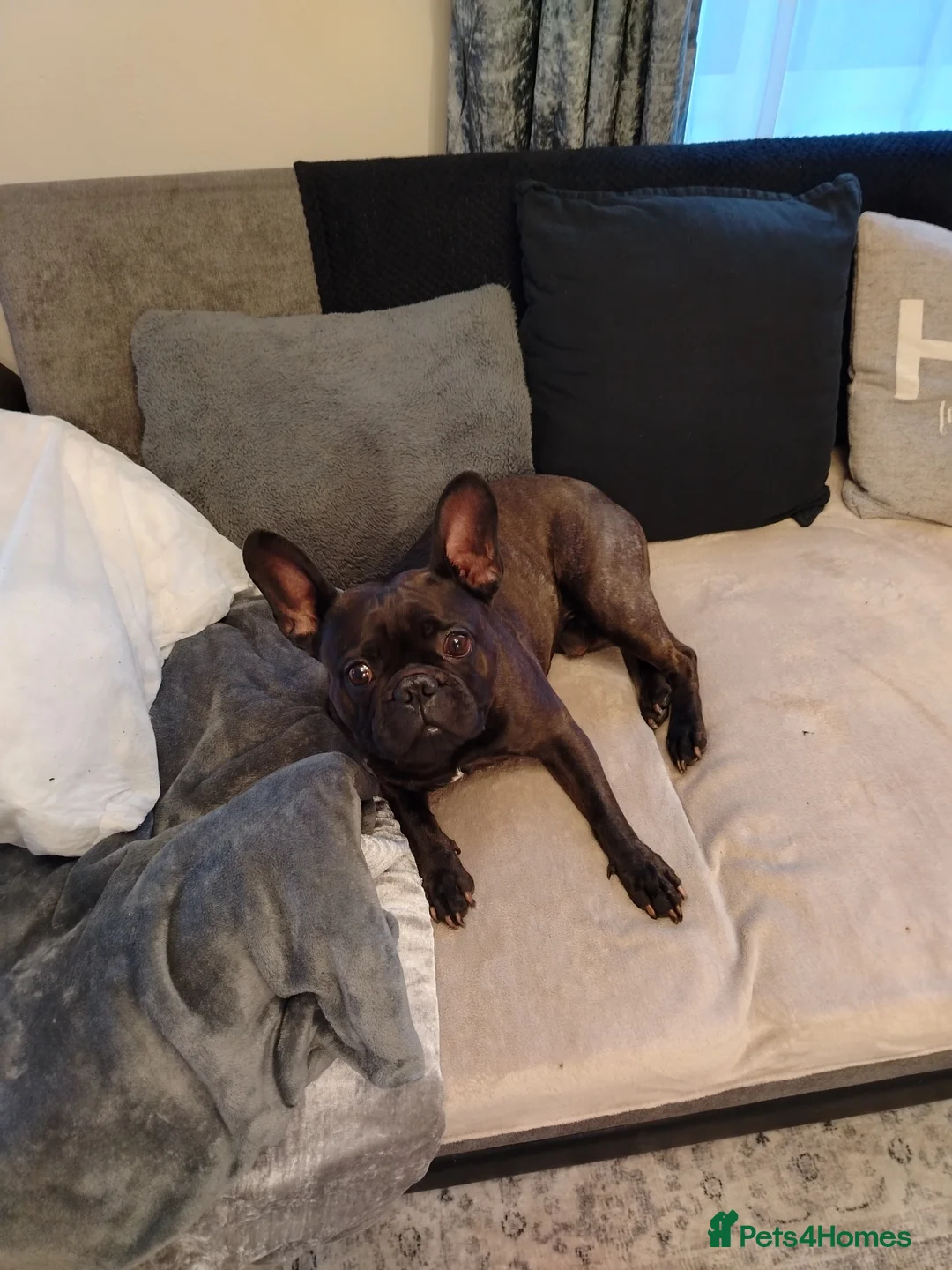 French Bulldog dogs for stud: French bulldog Billy  - Advert 2