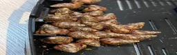 Snails invertebrates for sale: Giant African Land Snails - Lissachatina Fulica in Hounslow - Advert 4