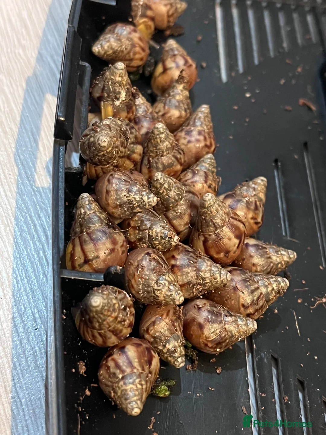 Snails invertebrates for sale: Giant African Land Snails - Lissachatina Fulica in Hounslow - Advert 4