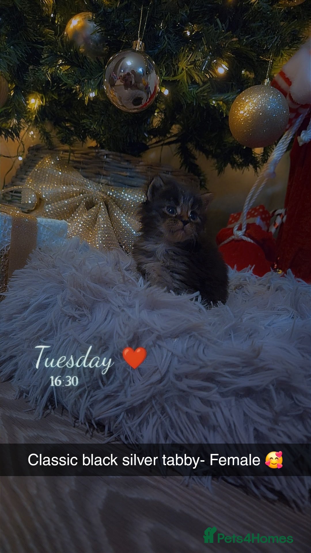 Maine Coon cats for sale: TICA registered MaineCoons 😸  - Advert 7