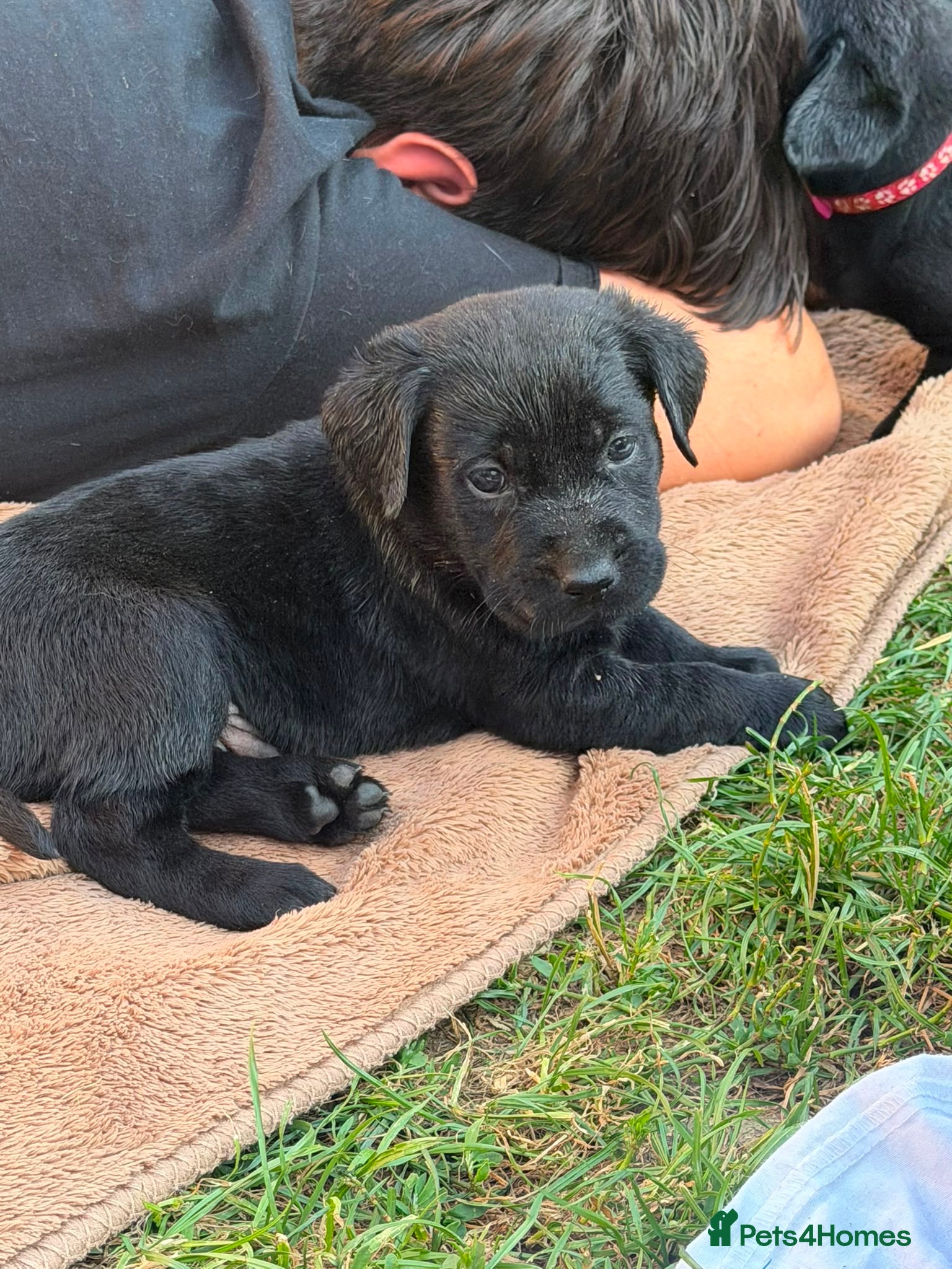 Labrador Retriever dogs Adorable Labrador Retriever Puppies 🐾 - Advert 17