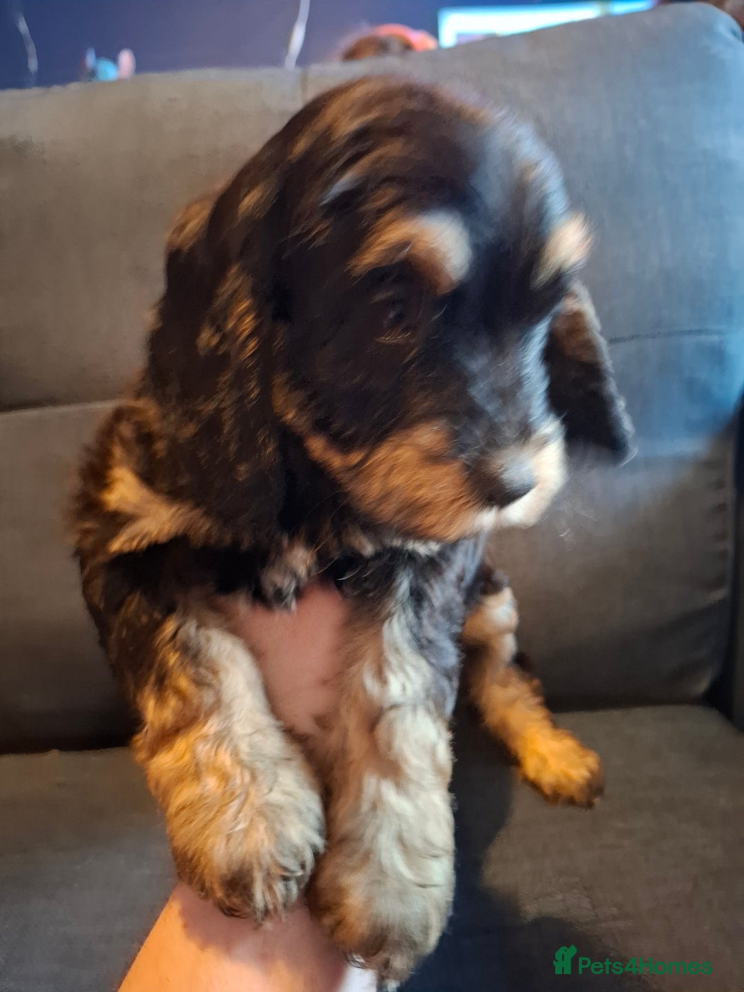 Cockapoo dogs for sale: F1b Health Tested Toy Cockapoo Puppies  - Advert 15