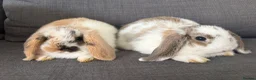 Mini Lop rabbits for sale: Beautiful fluffy mini lops  - Advert 2