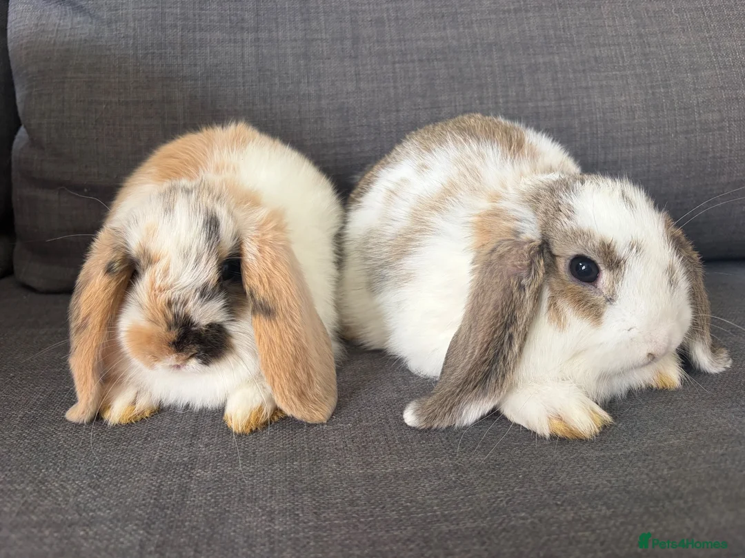 Mini Lop rabbits for sale: Beautiful fluffy mini lops  - Advert 2