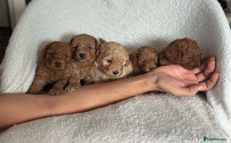Cockapoo dogs - Advert 2