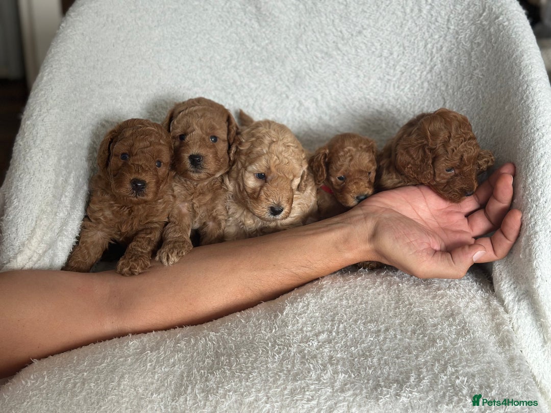 Cockapoo dogs for sale: Perfect Cockapoo Puppies  - Image 7