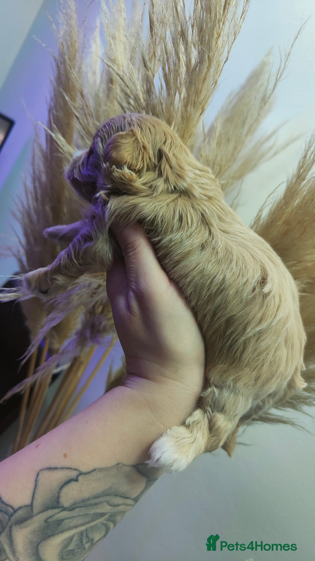 Maltipoo dogs for sale: F1 Tiny Maltipoo Puppies  - Advert 6