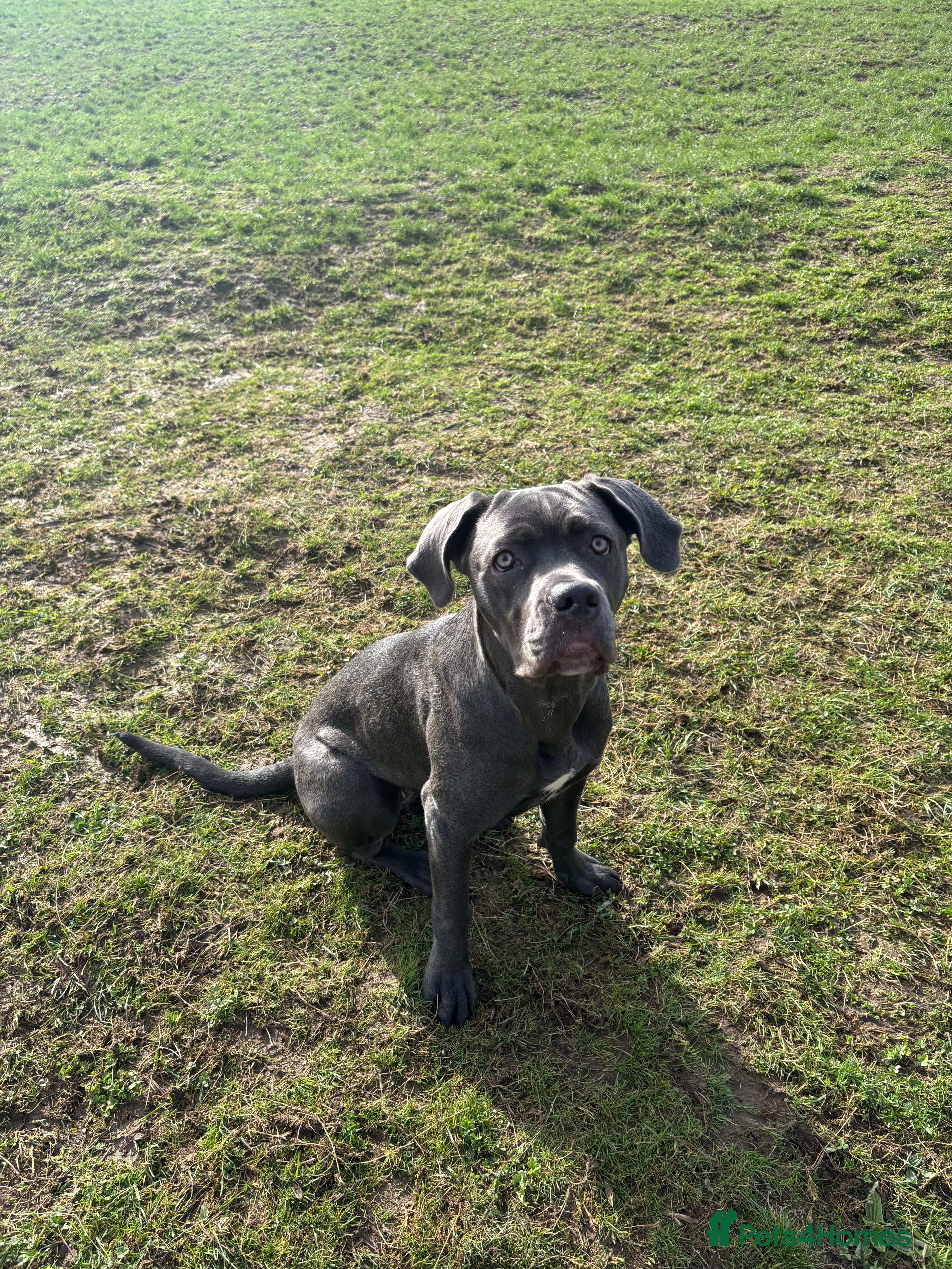 Cane Corso dogs 7 month old Cane Corso  in Seaford - Advert 2