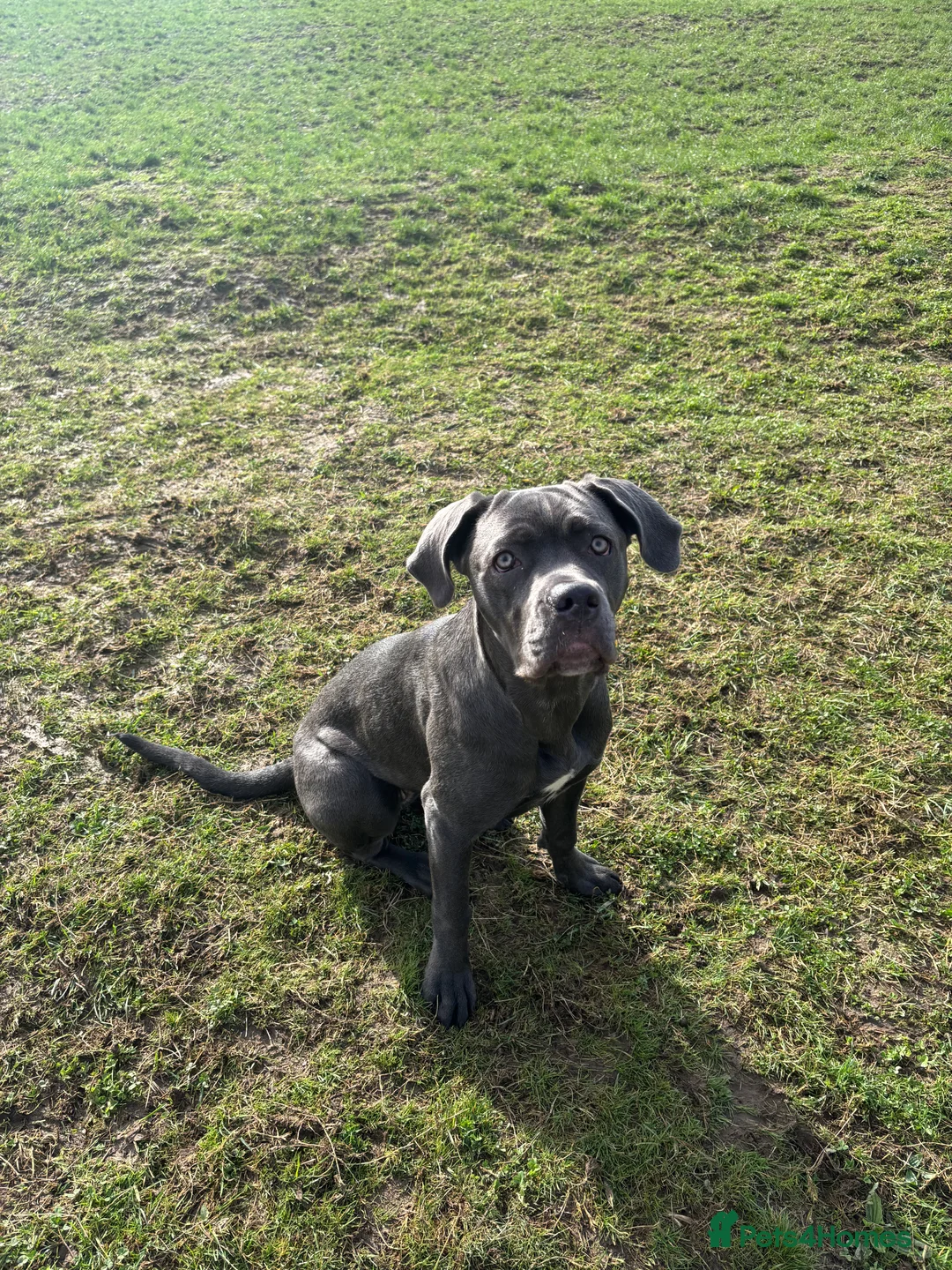 Cane Corso dogs for sale: 7 month old Cane Corso  in Seaford - Advert 1