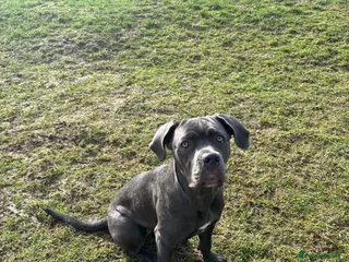 Cane Corso dogs 7 month old Cane Corso in Seaford - Advert 1