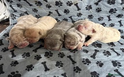 French Bulldog dogs for sale: Merle/Lilac/Isabella Fawn Frenchies - Image 1