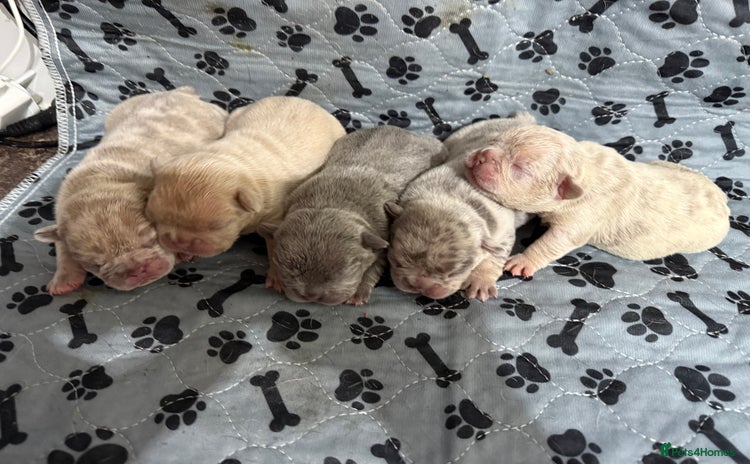 French Bulldog dogs - Advert 2