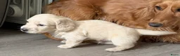 Miniature Dachshund dogs for sale: KC Reg, Health Tested Mini Longhaired Puppies  - Advert 14