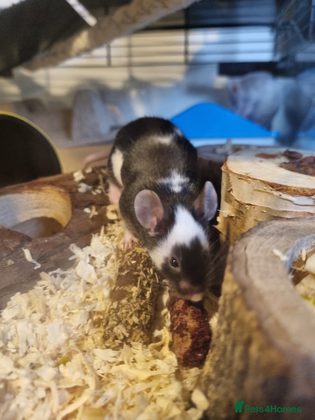 Mouse rodents for sale: Male mice - Image 6