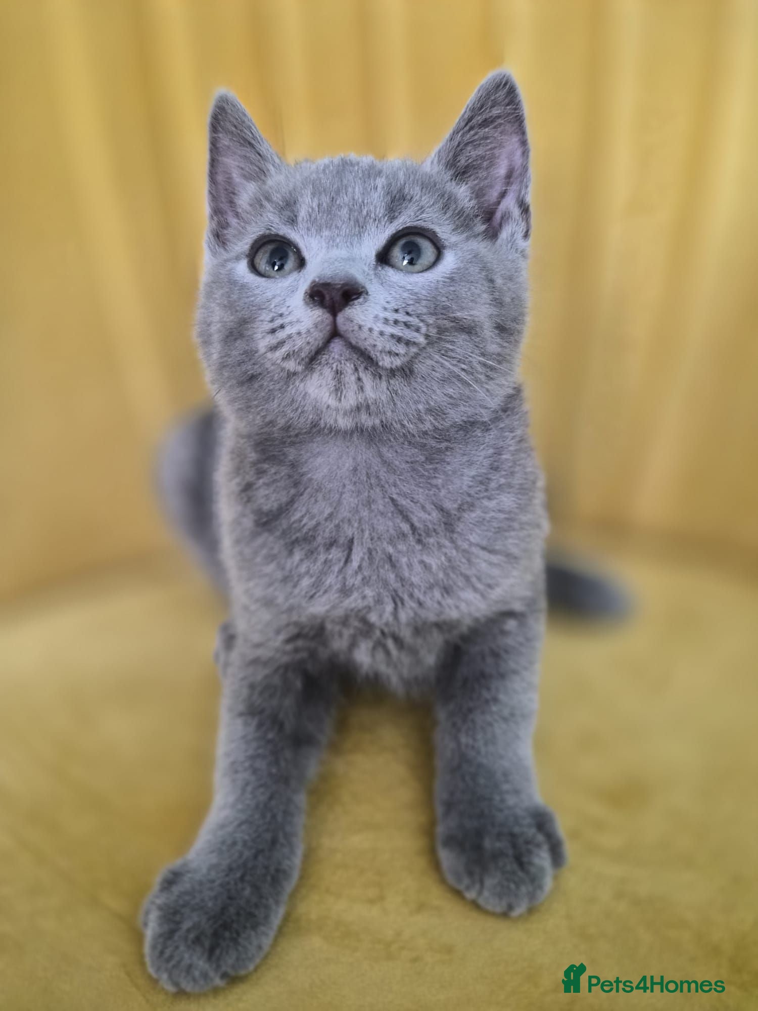 British Shorthair cats Adorable British shorthair kittens - Ready now 😻 - Advert 1