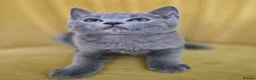 British Shorthair cats for sale: Adorable British shorthair kittens - Ready now 😻 - Advert 1