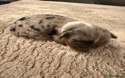 Mixed Breed dogs for sale: Stunning Merle chihuahua 2 girls ready 22nd dec - Advert 11