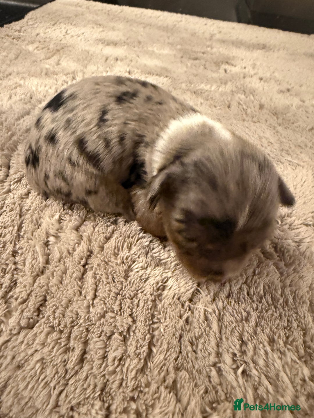 Mixed Breed dogs for sale: Stunning Merle chihuahua 2 girls ready 22nd dec - Advert 11