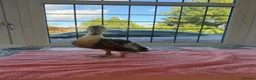 Ducks poultry for sale: Ducks looking for new home  in Flint - Advert 4