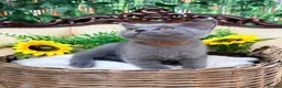 British Shorthair cats for sale: 🩵Fluffy British Shorthair🩵BOY - Advert 22