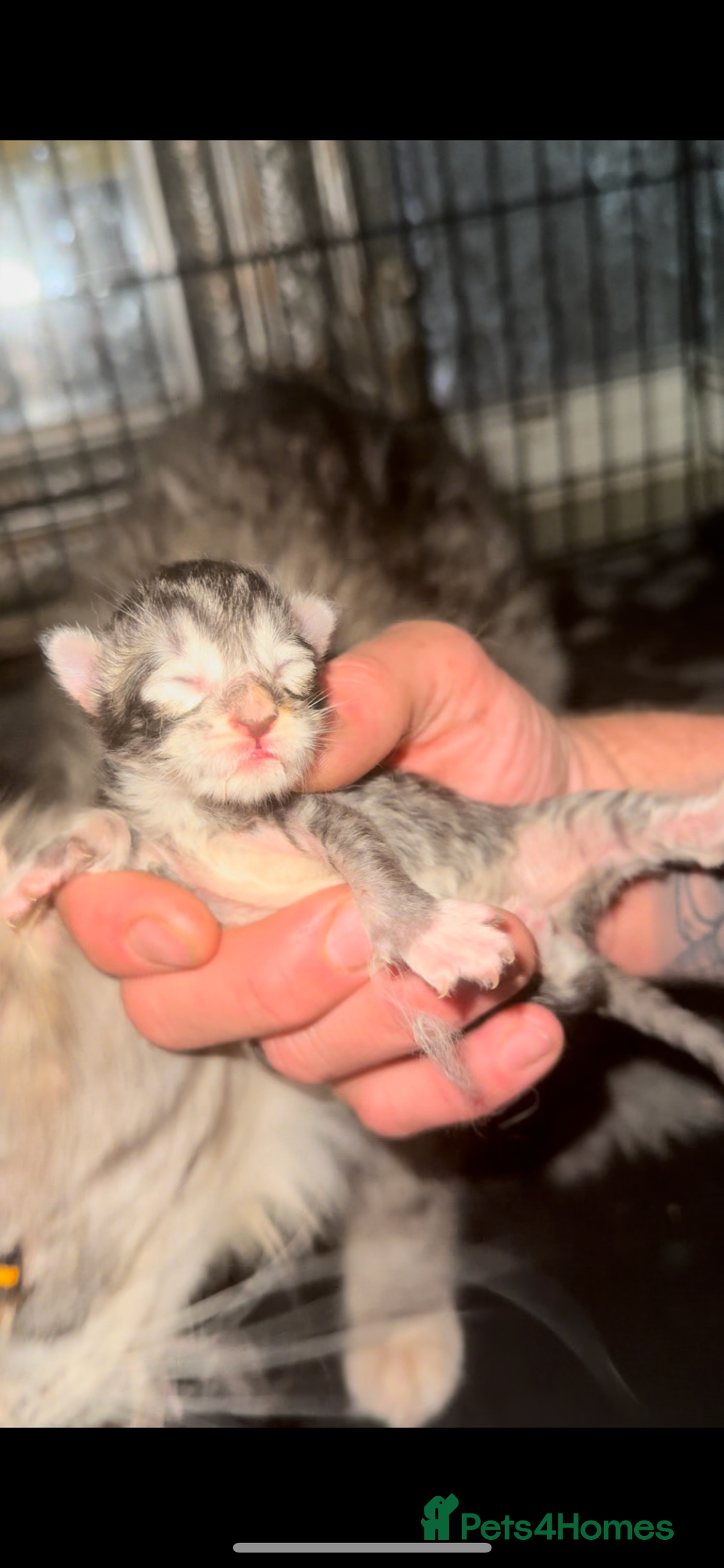 Maine Coon cats for stud: Proven Solid blue stud- fully health tested clear in Winsford - Image 4