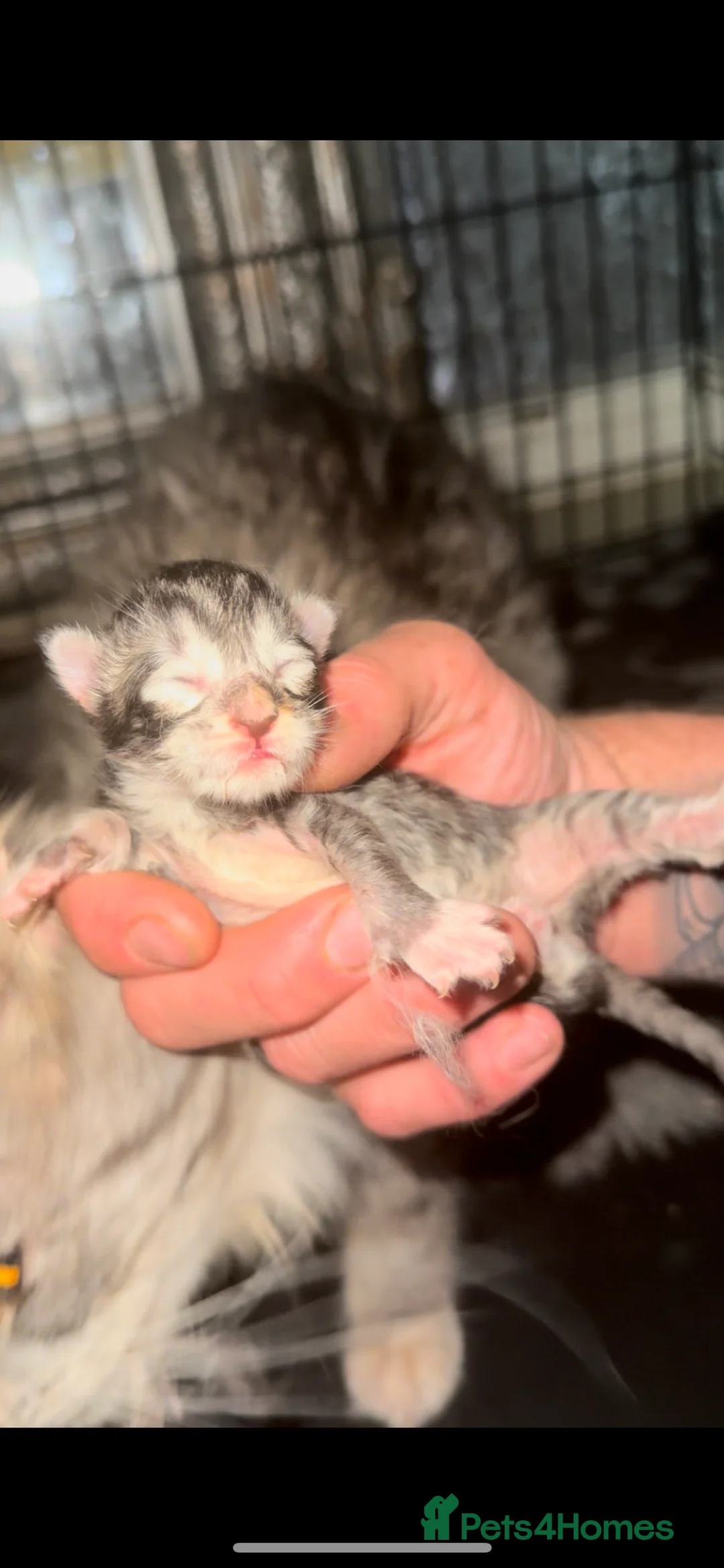 Maine Coon cats for stud: Proven Solid blue stud- fully health tested clear in Winsford - Advert 4