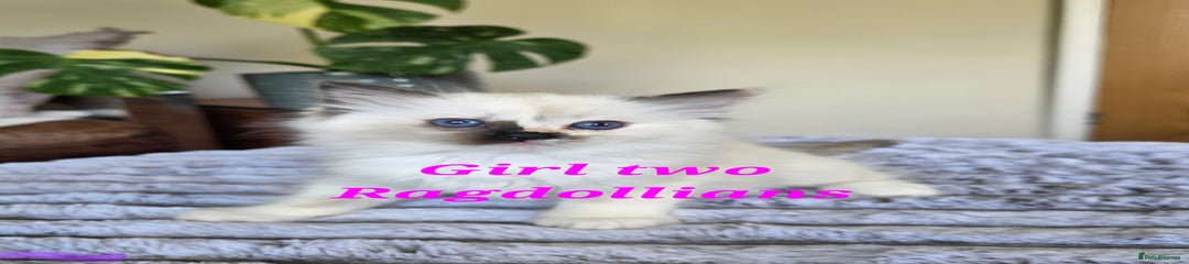 Ragdoll Kitten 6