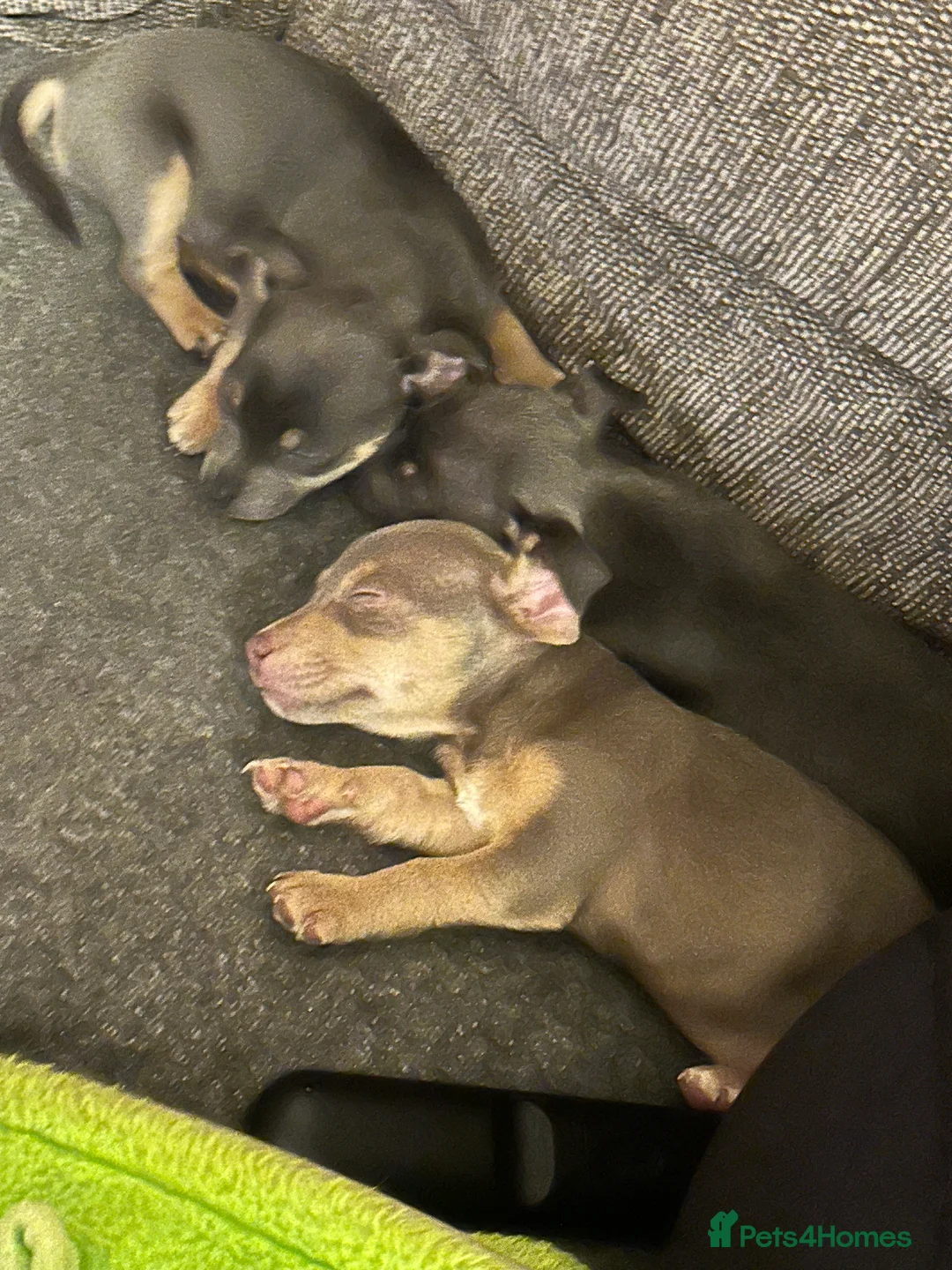 Jack Russell dogs for sale: Jack Russel puppies  - Advert 5