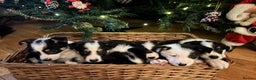 Border Collie dogs for sale: Adorable Sheepdog Pups - Advert 2
