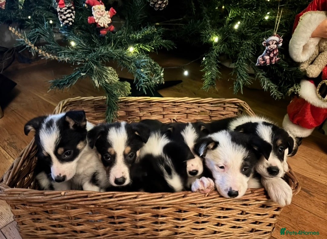 Border Collie dogs for sale: Adorable Sheepdog Pups - Advert 2