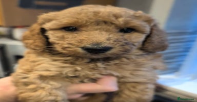Labradoodle dogs - Advert 13