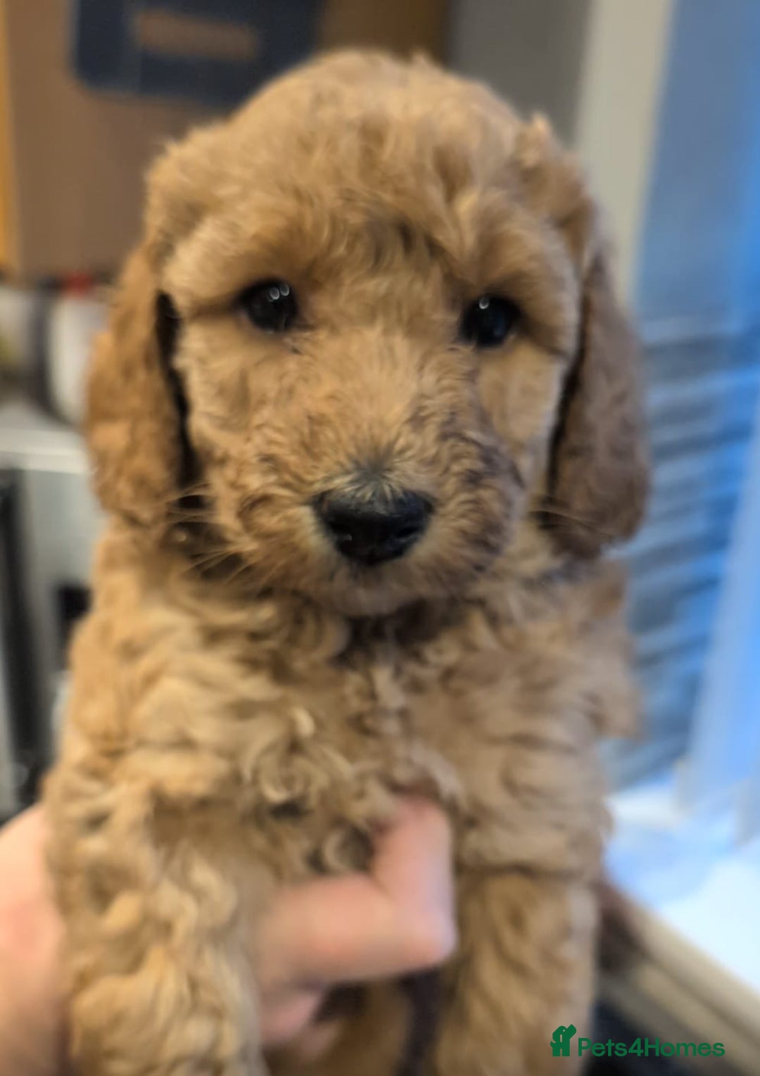 Labradoodle dogs for sale: Gorgeous Red Mini Labradoodles last one - Image 7