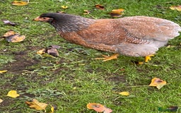 Chickens poultry for sale: BANTAM WYANDOTTE HENS, COCKERELS & TRIOS - Image 9