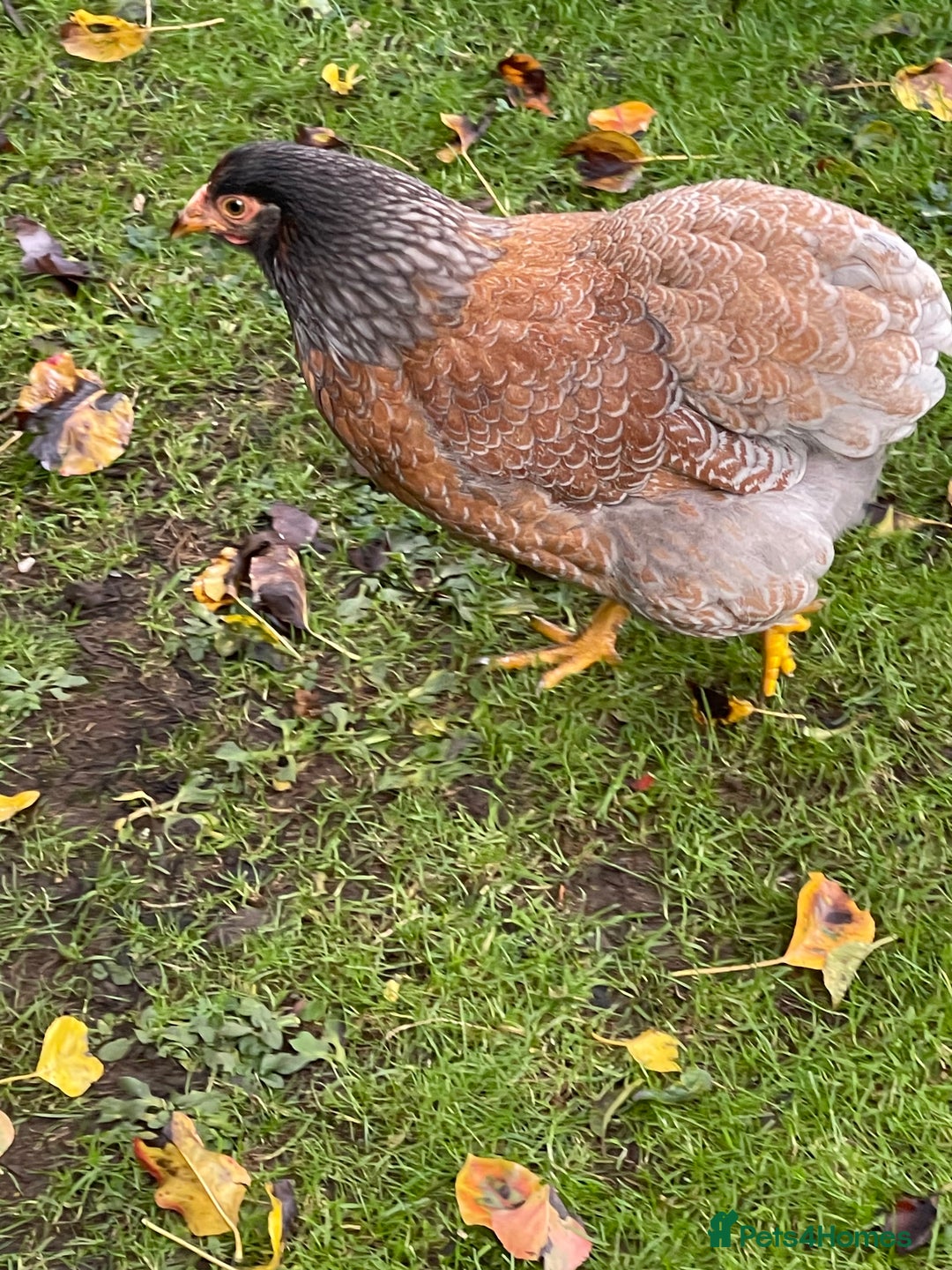 Chickens poultry for sale: BANTAM WYANDOTTE HENS, COCKERELS & TRIOS - Image 9