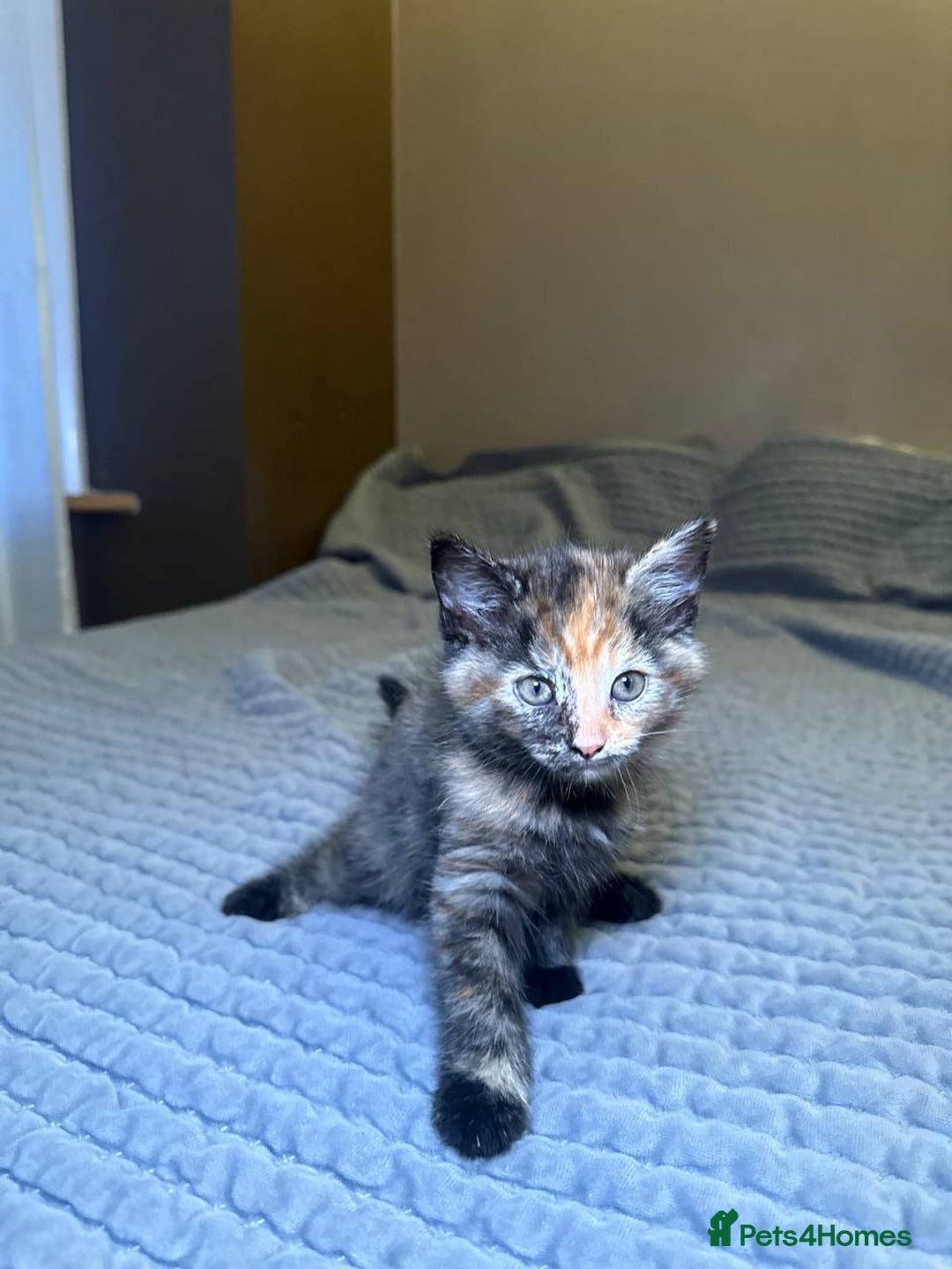 Domestic Shorthair cats for sale: 6 kittens - ready to move to new loving families - Advert 9