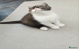 Persian cats for sale: Pure short hair Persian girl  - Image 8