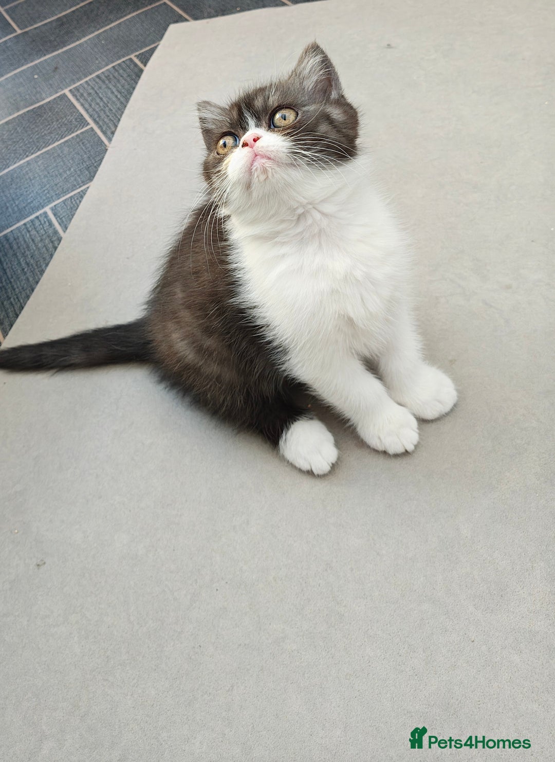 Persian cats for sale: Pure short hair Persian girl  - Image 8