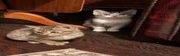 Mixed Breed cats for sale: Beautiful friendly tabby kittens  in Evesham - Advert 8