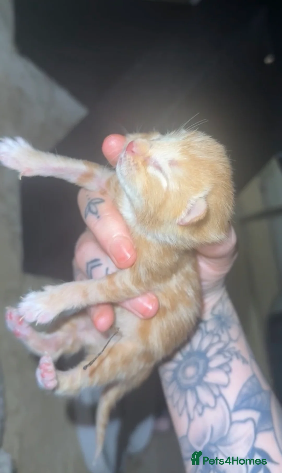 Mixed Breed cats for sale: Newborn kittens for sale  - Advert 2