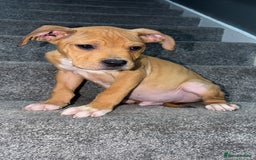 Mixed Breed dogs for sale: Alpha blue bulldog  ** tiff - Image 3