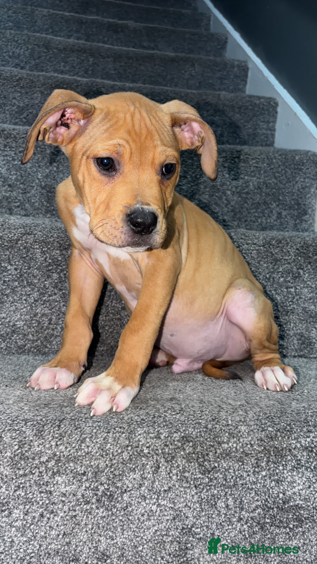 Mixed Breed dogs for sale: Alpha blue bulldog  ** tiff - Image 3