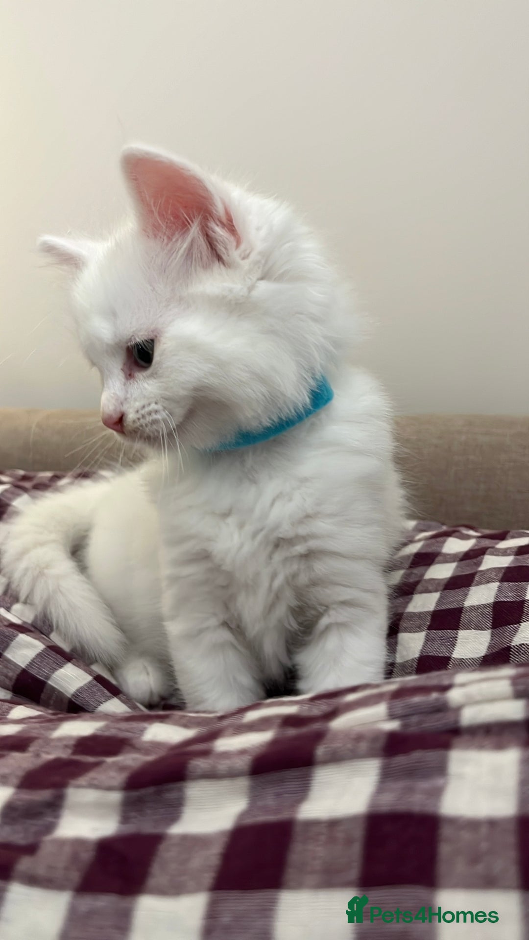 Turkish Angora cats for sale: Turkish Angora Longhair kittens - Advert 22