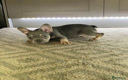 French Bulldog dogs for sale: PRADA x PRECIOUS (FLUFFY CARRIERS!) (DWKC REG) - Image 4