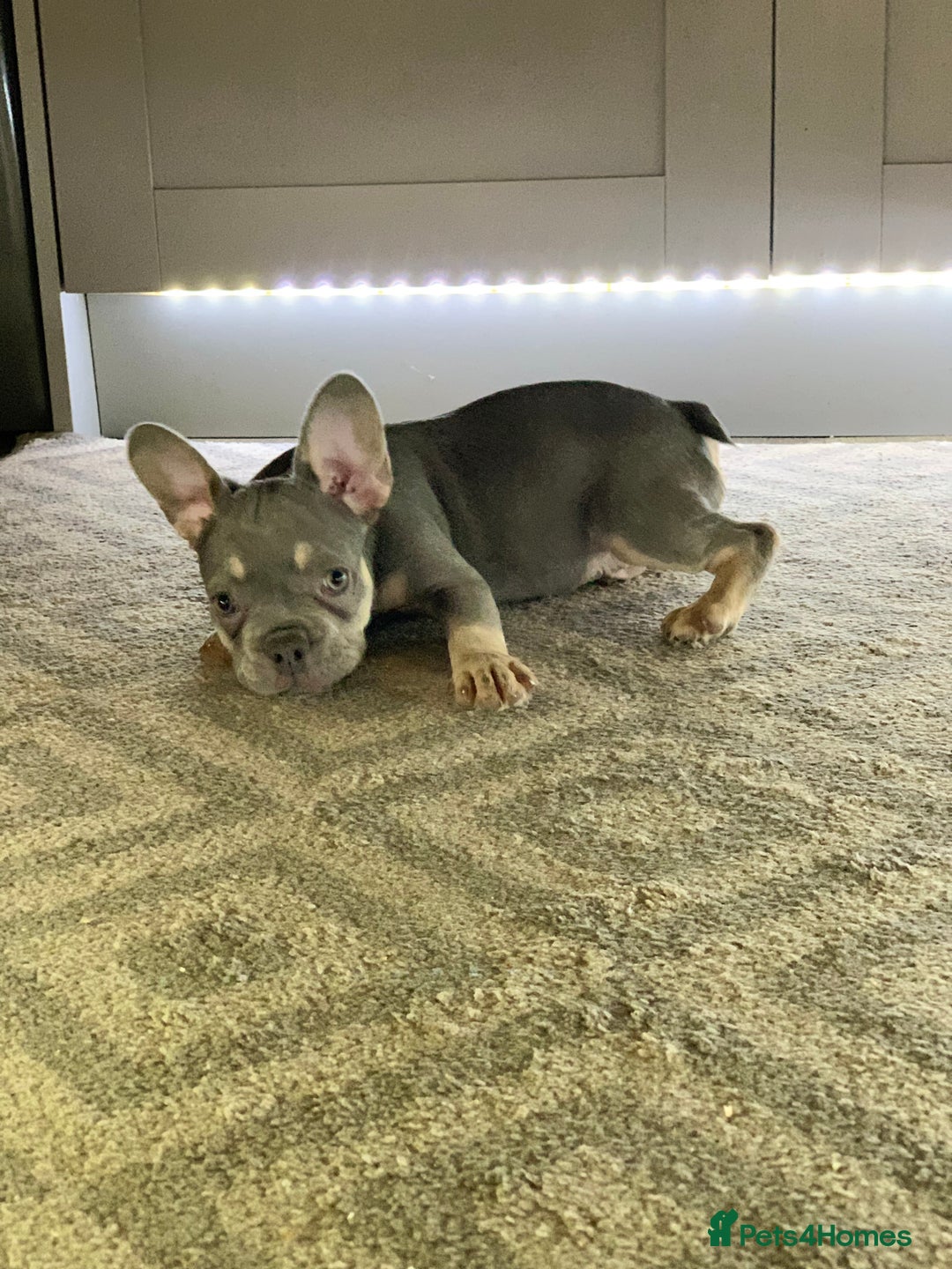 French Bulldog dogs for sale: PRADA x PRECIOUS (FLUFFY CARRIERS!) (DWKC REG) - Image 4