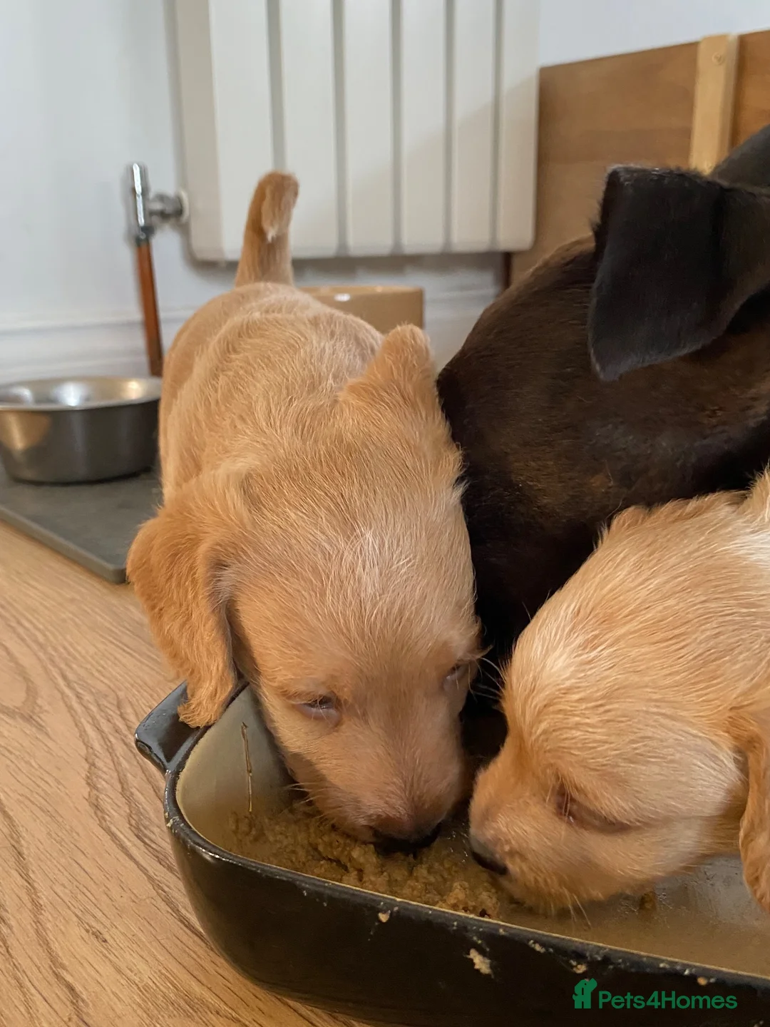 Jackapoo dogs for sale: Jacapoo pups for sale  - Advert 2