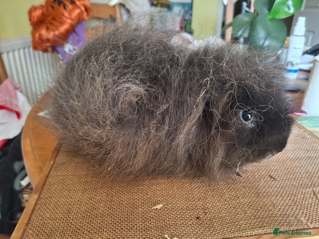 Guinea Pig rodents for sale: Swiss guinea pigs - Advert 4